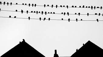 Birds on Wires. Nicolai Grut