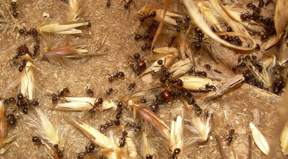 Formigues Messor barbarus recol·lectant llavors d'herba silvestre. Cedida per Bárbara Baraibar (ACN)