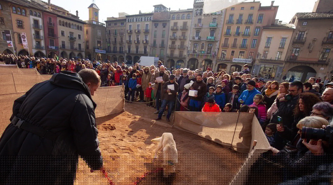 Primer campionat de gossos tofonaires de Catalunya, celebrat a la plaça de Vic. (ACN)