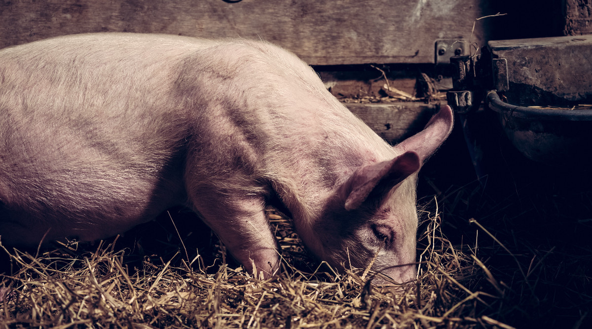 Un porc en una granja. Jez Timms  (Unsplash)