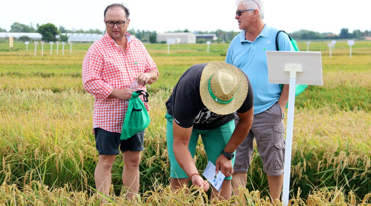 Productors d'arròs observen l'estat de l'espiga en un dels camps de l'Estació Experimental de l'Ebre que l'IRTA té a Amposta. Jordi Marsal (ACN)