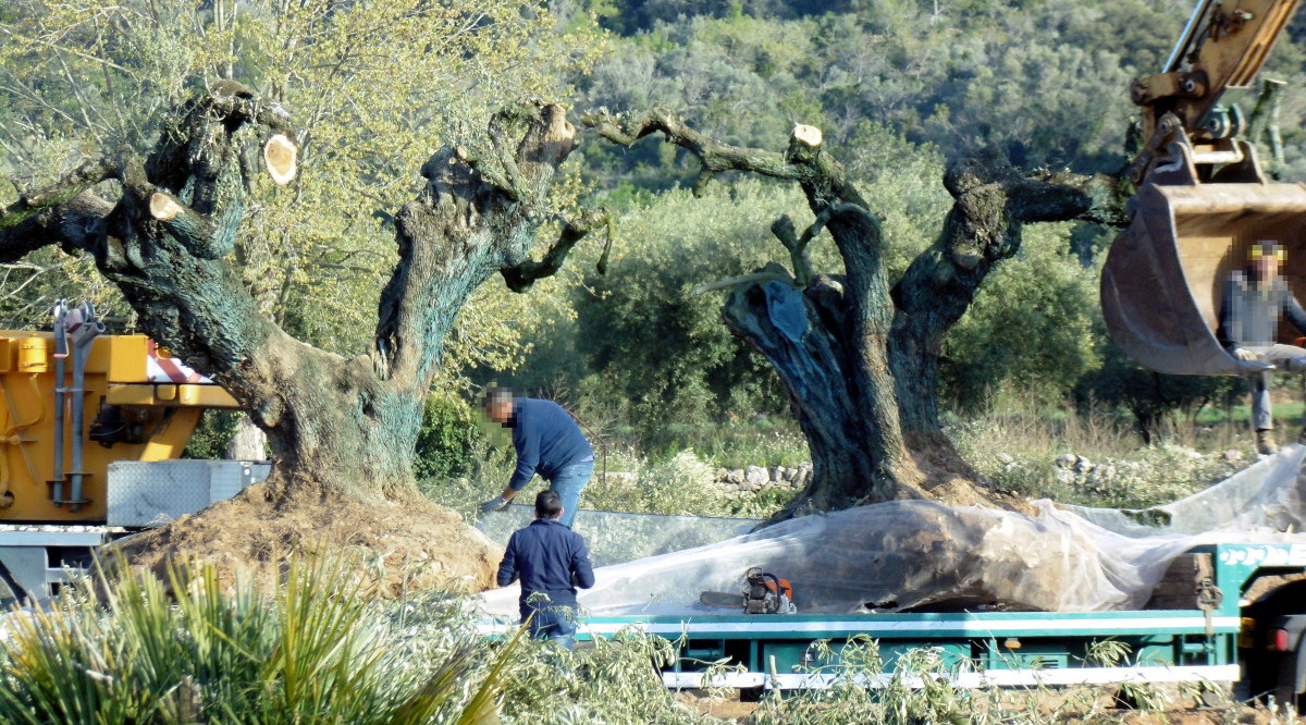 Alguns operaris preparant les oliveres arrencades prop de la zona del Pou de les Piques de Godall per endur-se-les. Salvem lo Montsià