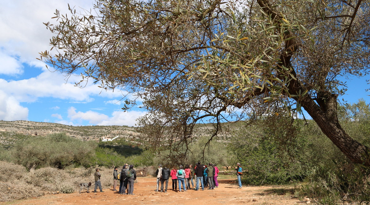 Les fulles d'una olivera monumental i els participants en les activitats reivindicatives organitzades pels ecologistes a Ulldecona. Mar Rovira (ACN)