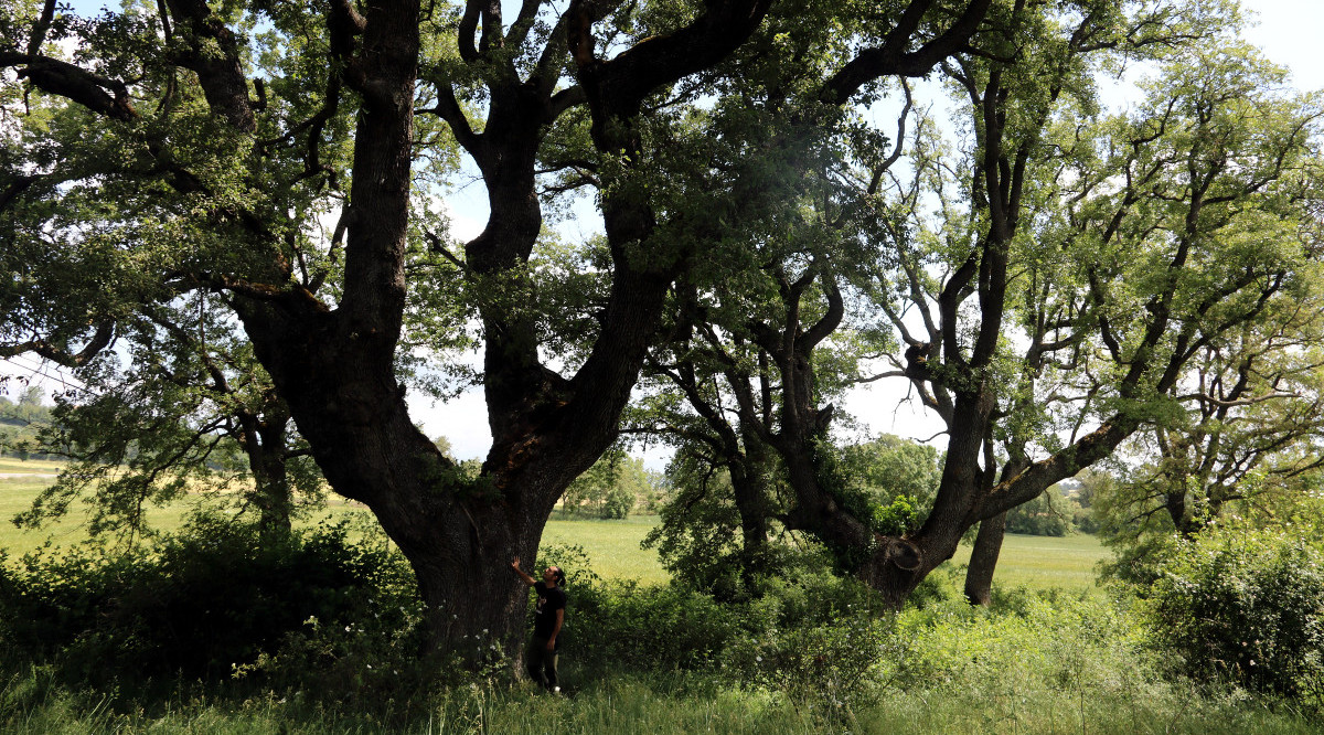Un bosc del Solsonès amb dos roures centenaris i el naturalista David Guixé als peus d'un dels arbres. Estefania Escolà (ACN)