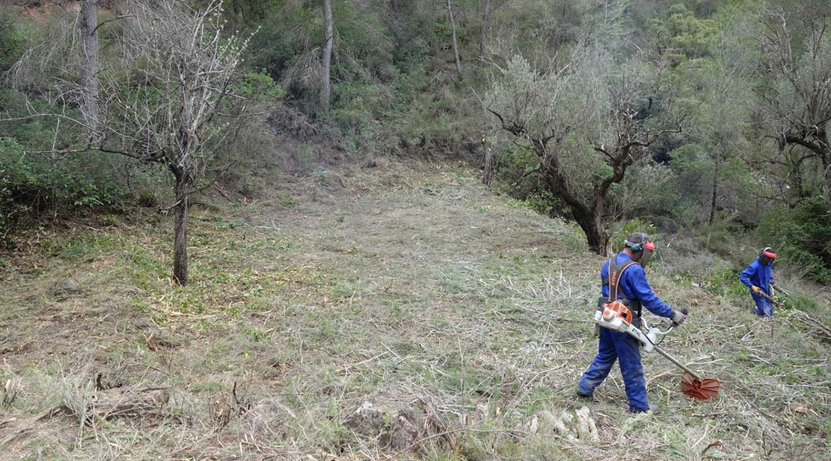 Dues persones treballant en la neteja i desbrossament d'una finca amb massa forestal descontrolada a Flix, en el marc del projecte Agroforesta, impulsat pel Grup de Natura Freixe. Grup de Natura Freixe