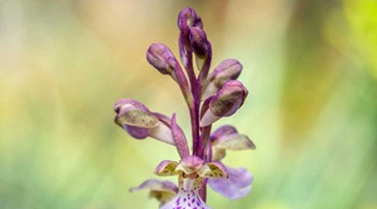L'orquídia 'Orchis cazorlensis', en perill d'extinció, que s'ha tornat a trobar al Parc Natural dels Ports. Parc Natural dels Ports