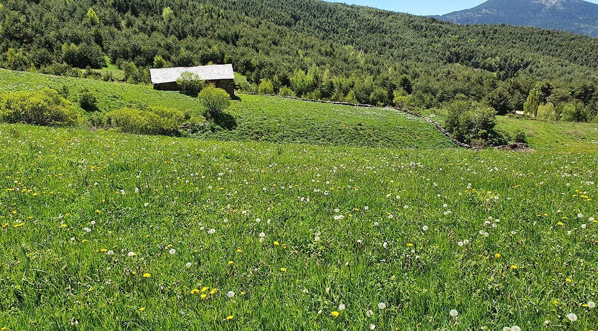 Pla de general d'un prat de dall del Pirineu on s'ha localitzat la planta 'Rhinanthus alectorolophus'. Departament de Territori i Sostenibilitat