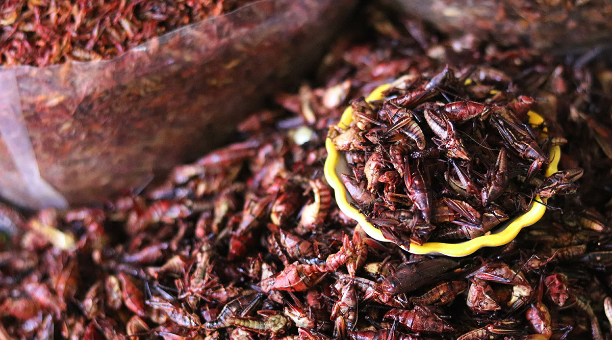 Els insectes estan regulats a Europa des del 2015 com a aliments nous. Unsplash