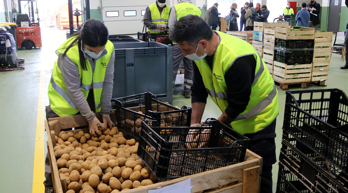 Dos treballadors, seleccionant patates. ACN
