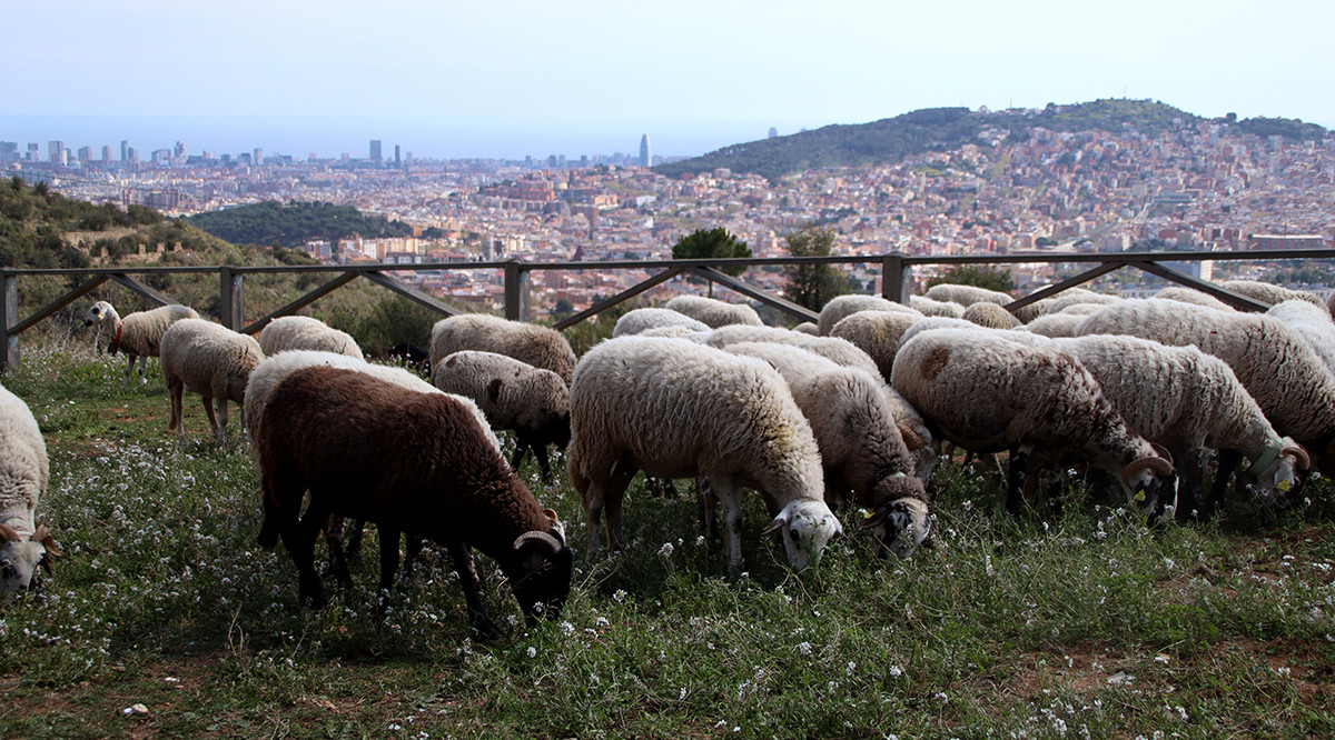 El ramat, pasturant al Mirador de Montbau, a Collserola. Blanca Blay