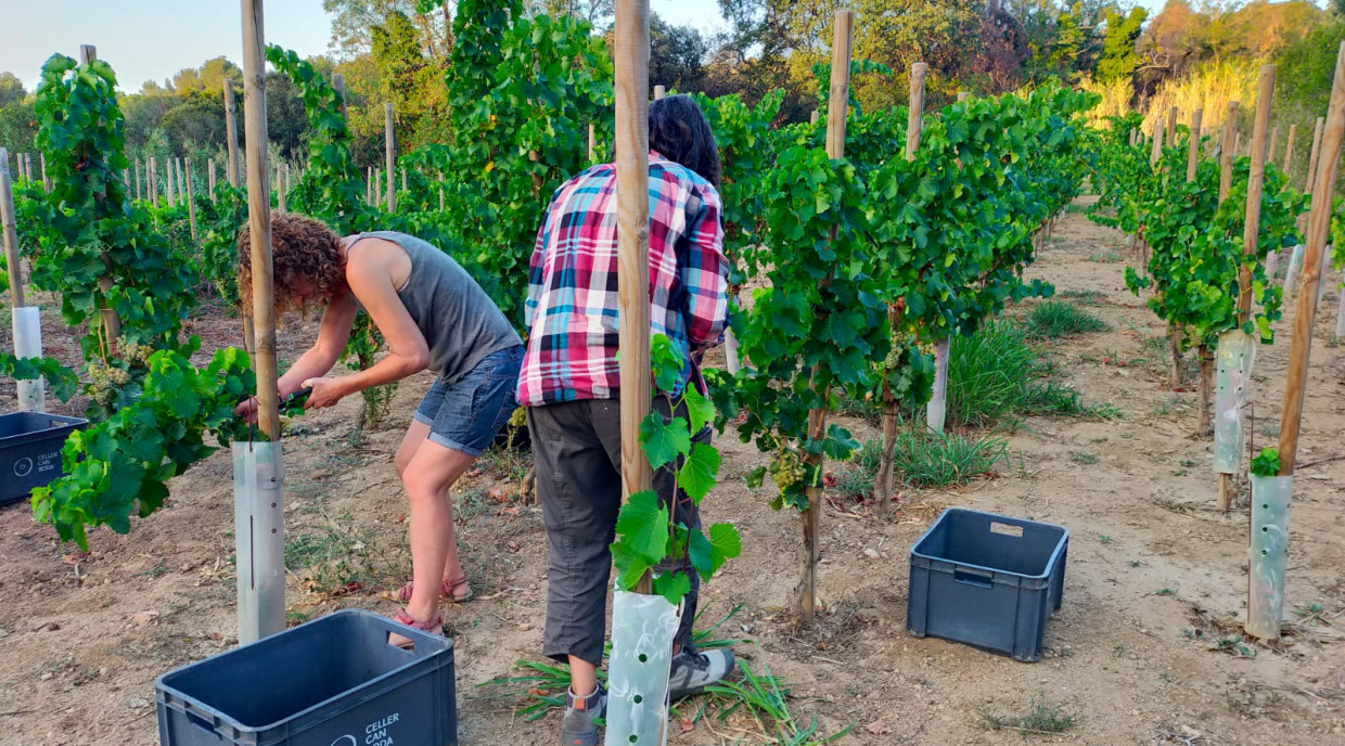 El projecte vol recuperar el conreu de la vinya a la Vall de Betlem que va encapçalar el volum d'activitat econòmica i cultural a Badalona durant segles. La Sargantana