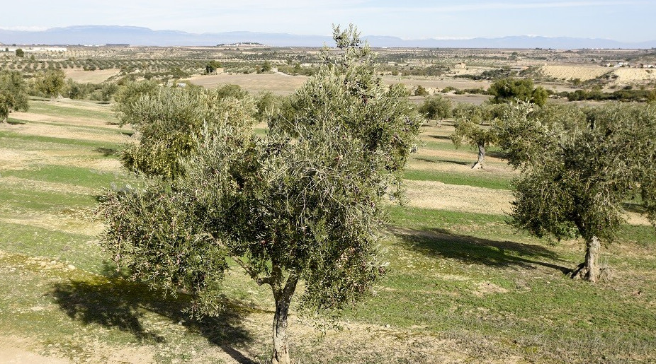 El sector d’oli d’oliva registra la pitjor campanya en vint anys, amb una caiguda de la producció de 15.000 tones. Federació de cooperatives agràries de Catalunya