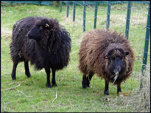 Dos exemplars d'ovelles de raça Ouessant. miri_bonie