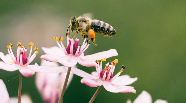 Una abella agafa pol·len d'unes flors. Aaron Burden (Unsplash)
