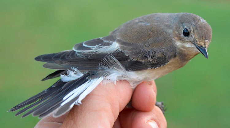 Un exemplar d'un ocell de l'espècie Mastegatatxes anellat a Rússia i recapturat a la Vall Fosca l'estiu de 2017. Pere Josa (ACN)